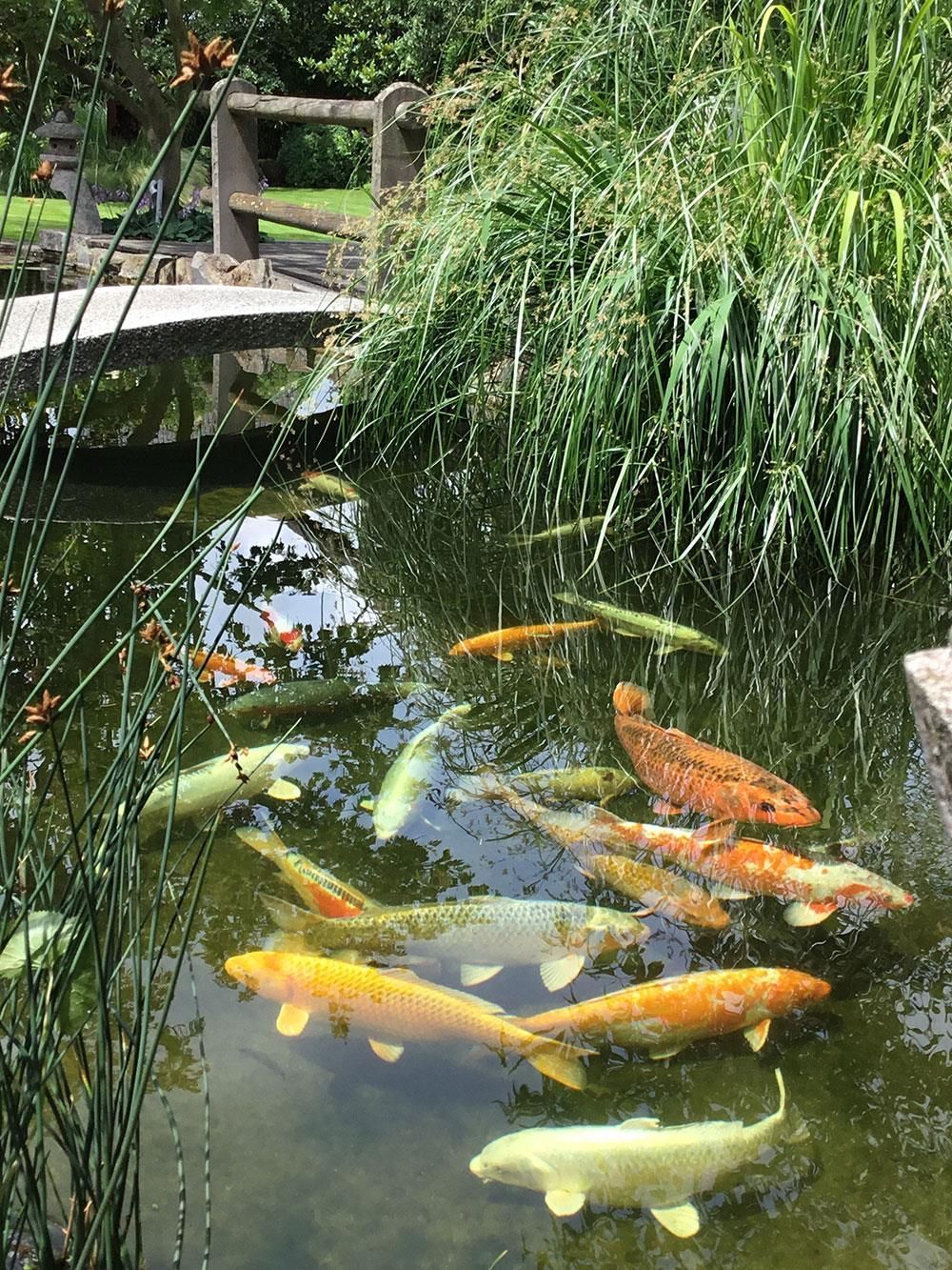 Eine Gruppe Fische schwimmt in einem Teich mit einer Brücke im Hintergrund.
