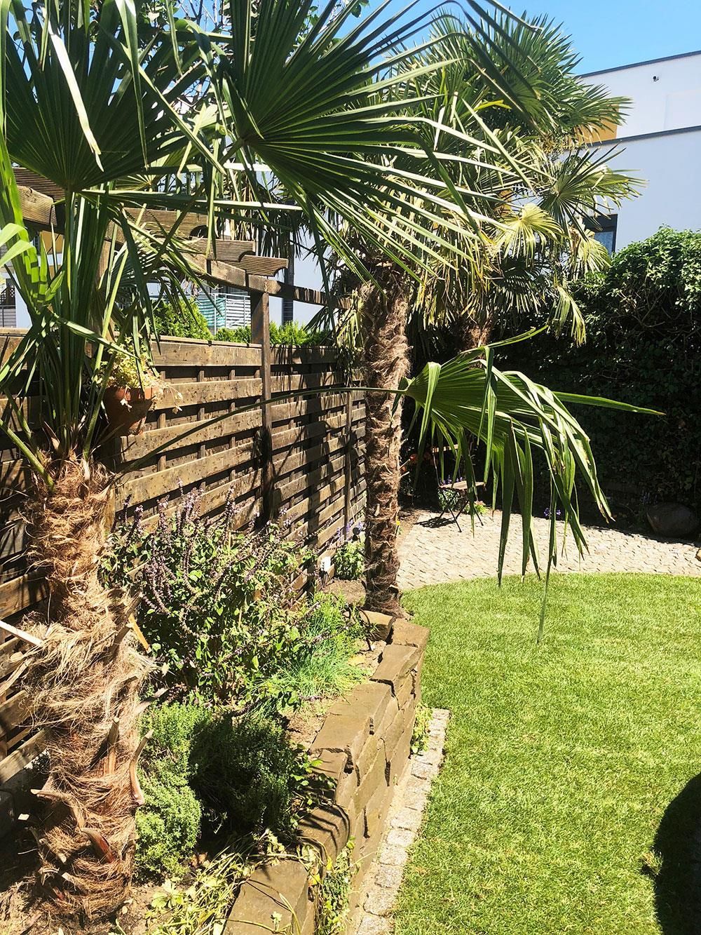 Ein Garten mit Palmen und einem Holzzaun