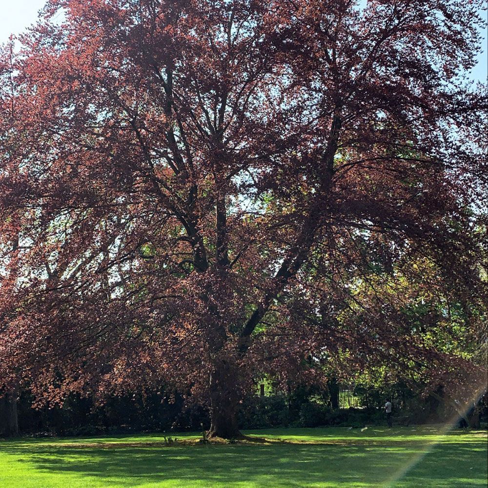 Ein großer Baum mit roten Blättern in einem Park