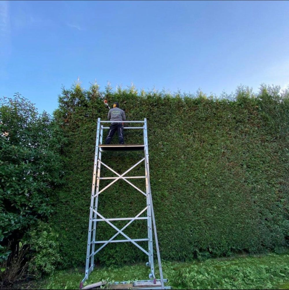 Ein Mann steht auf einer Leiter vor einer Hecke.