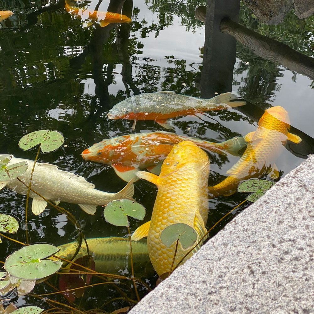 Eine Gruppe von Fischen schwimmt in einem Teich