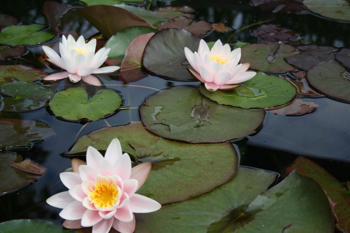 Ein Teich voller Seerosen und Seerosenblätter