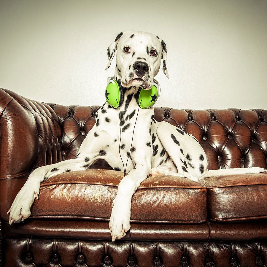 portrait Hund Foto Barth