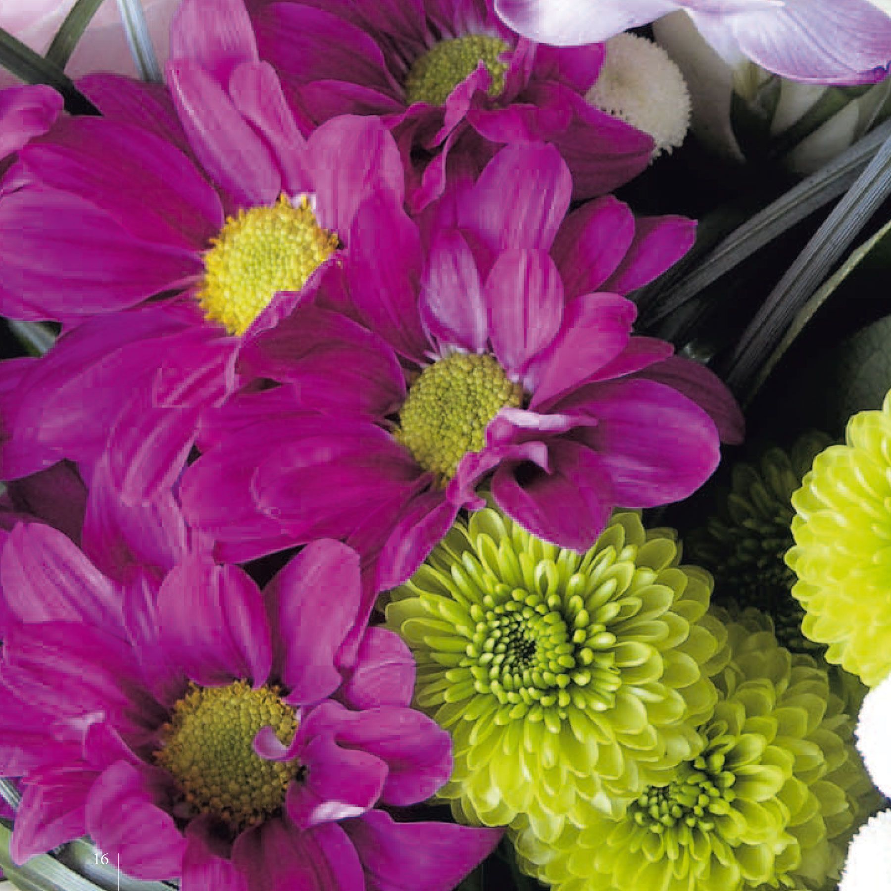 Des chrysanthèmes d'un violet et d'un vert éclatants dans un arrangement floral.
