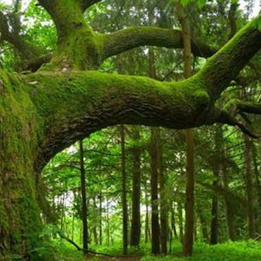 Grand arbre couvert de mousse aux branches déployées, dans un écrin de verdure forestière.