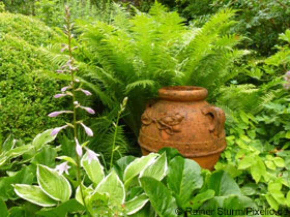 Pflanzen in einem Krug