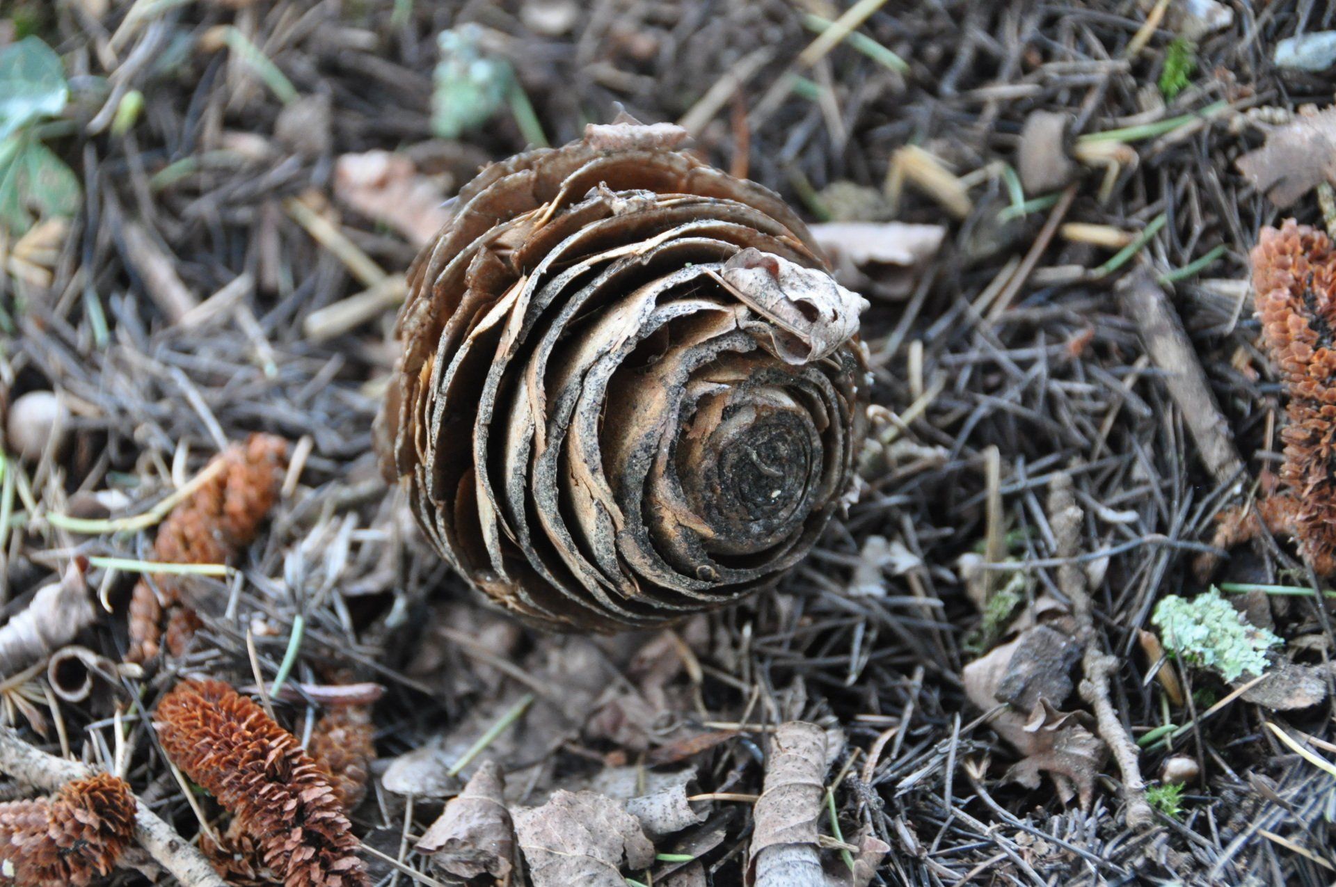 Une pomme de pin séchée en forme de spirale sur le sol de la forêt, entourée de brindilles et de feuilles.