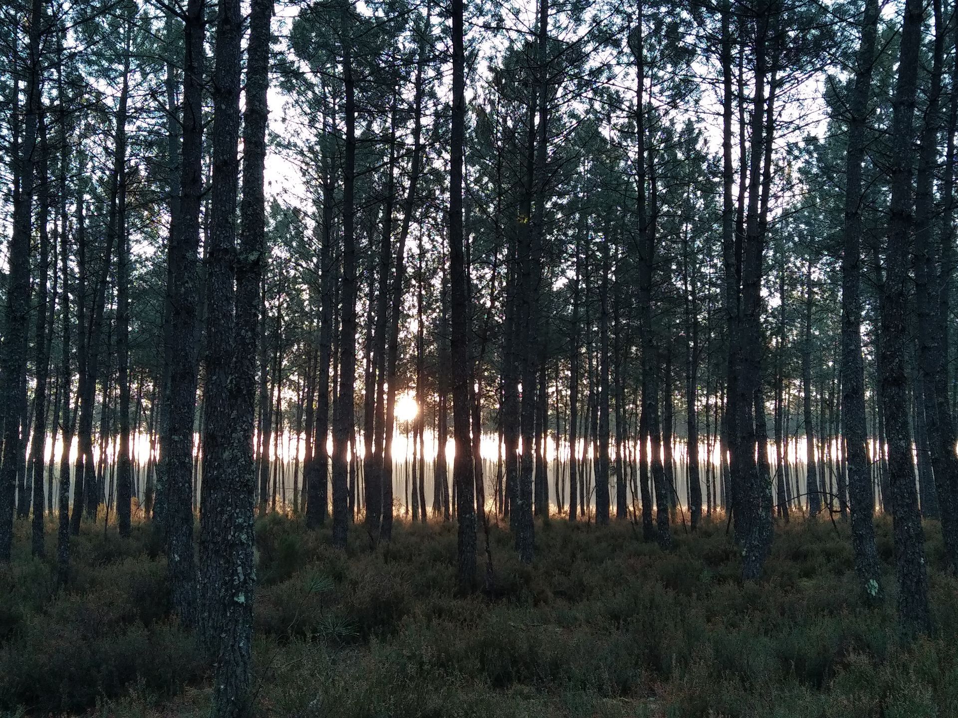 La lumière du soleil traverse les grands arbres d'une forêt, mettant en valeur les troncs.