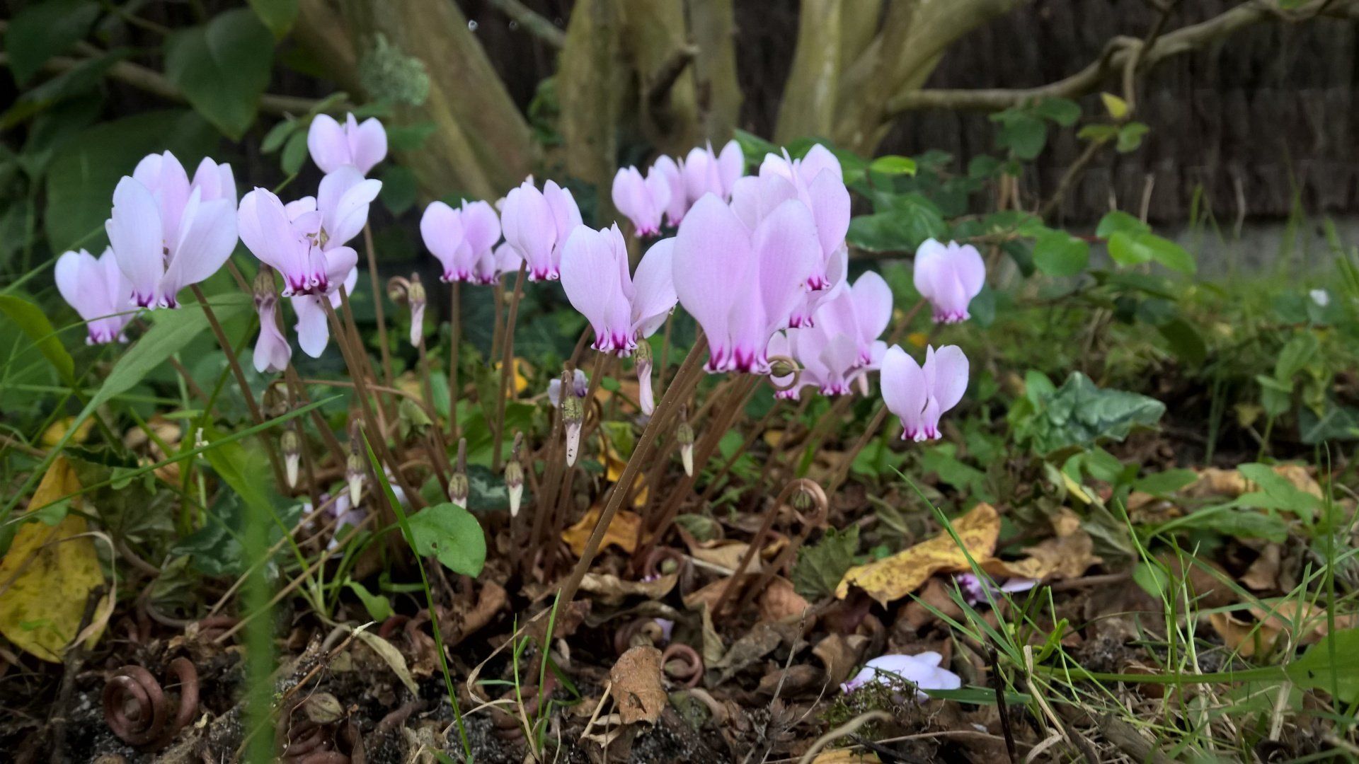 Fleurs de cyclamen rose en fleurs dans un jardin, feuillage brun et vert.