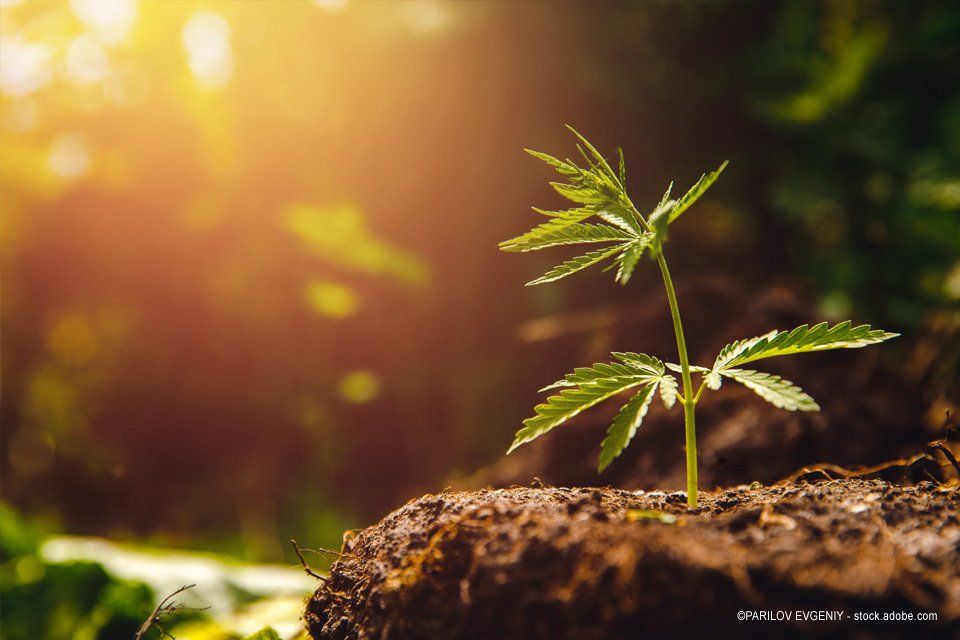 junge Cannabispflanze
