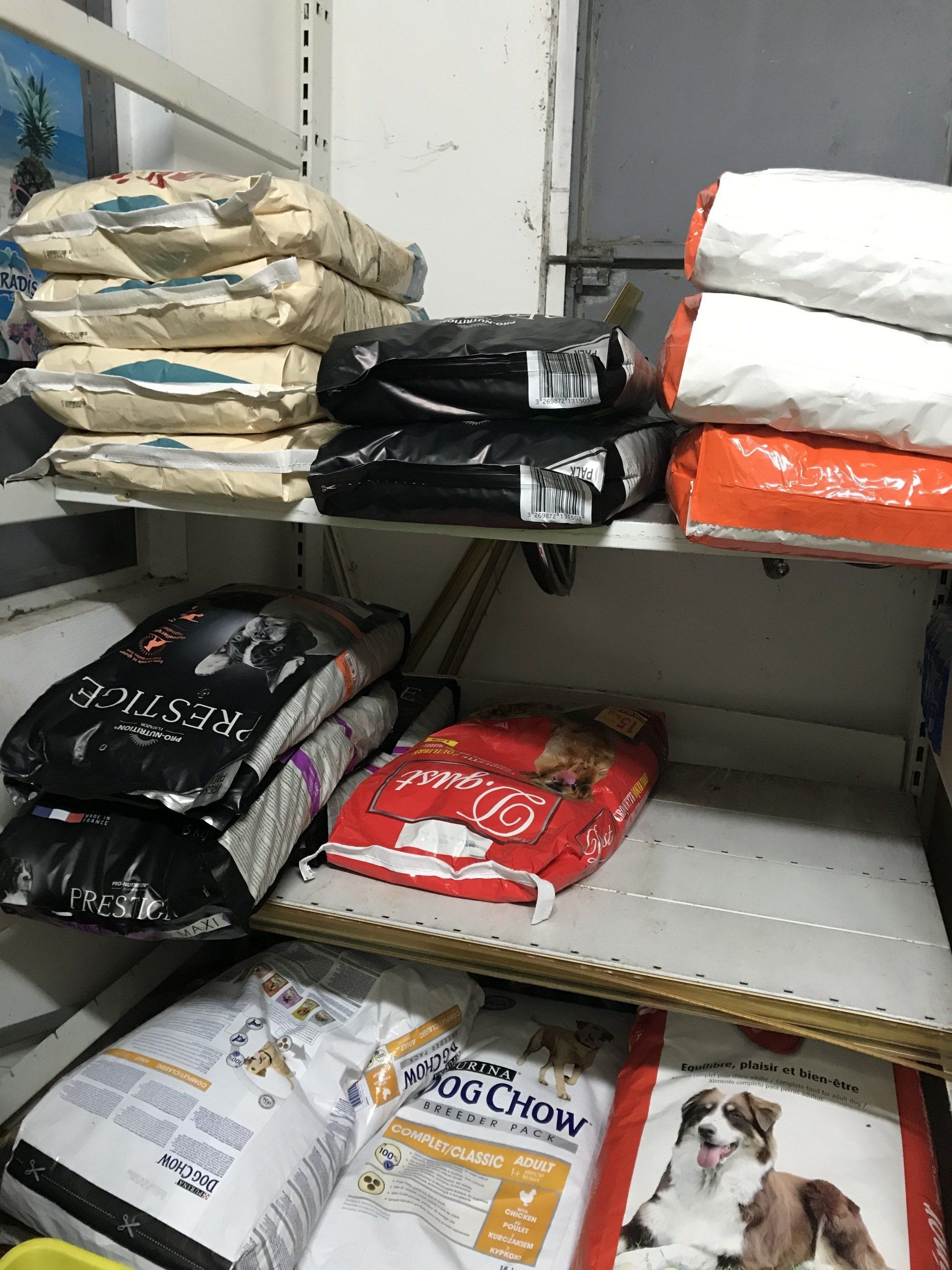 Tout type d'alimentation chien