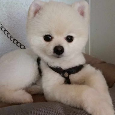 Zwergspitz liegt entspannt auf einem Kissen