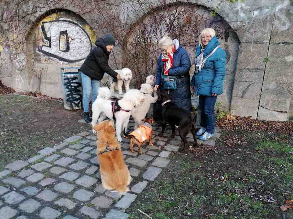 drei Personen kümmern sich draußen um mehrere Hunde