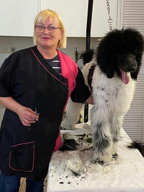 eine Frau schneidet das Fell eines Hundes