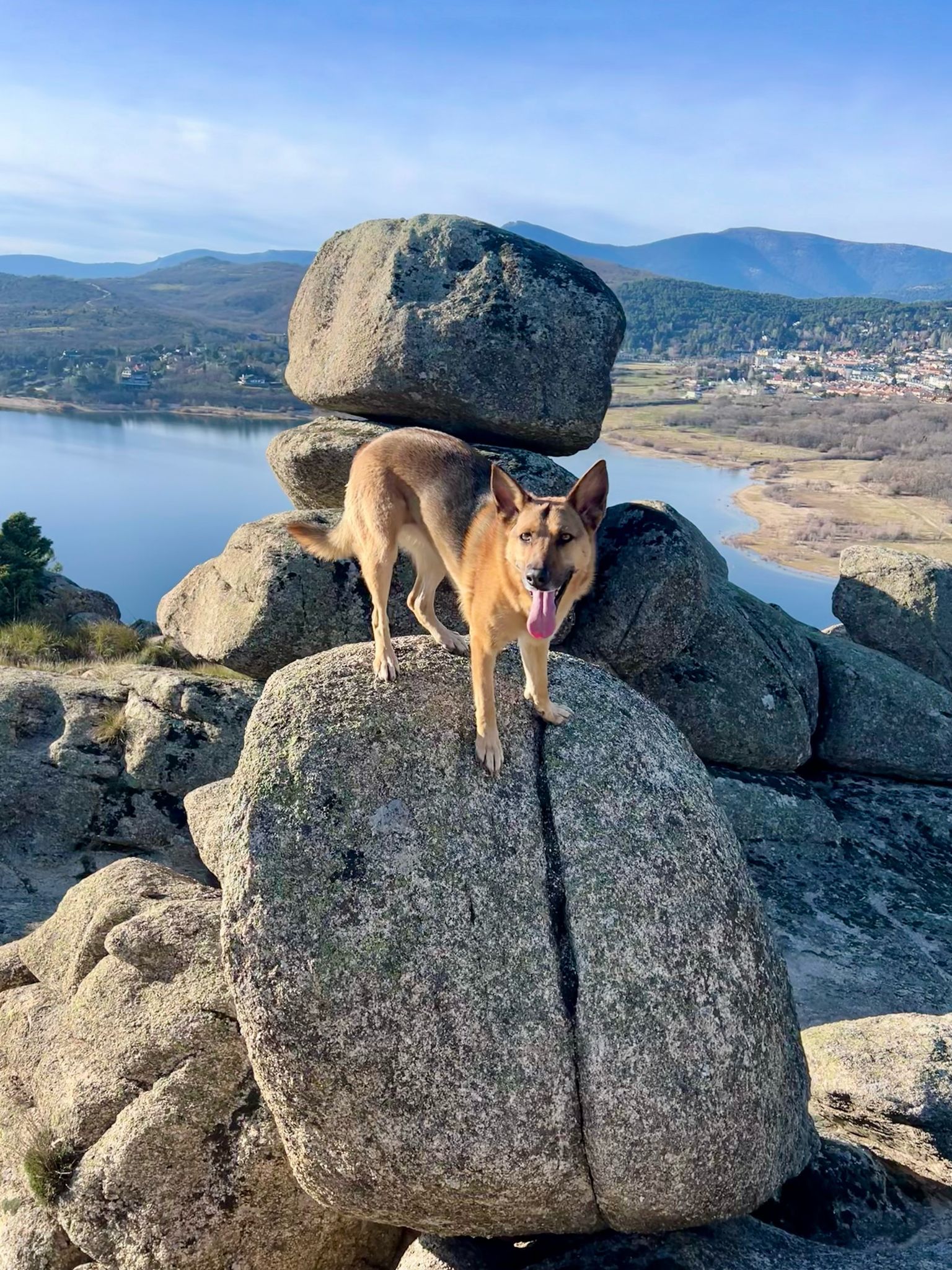 Un perro está parado encima de una pila de rocas.