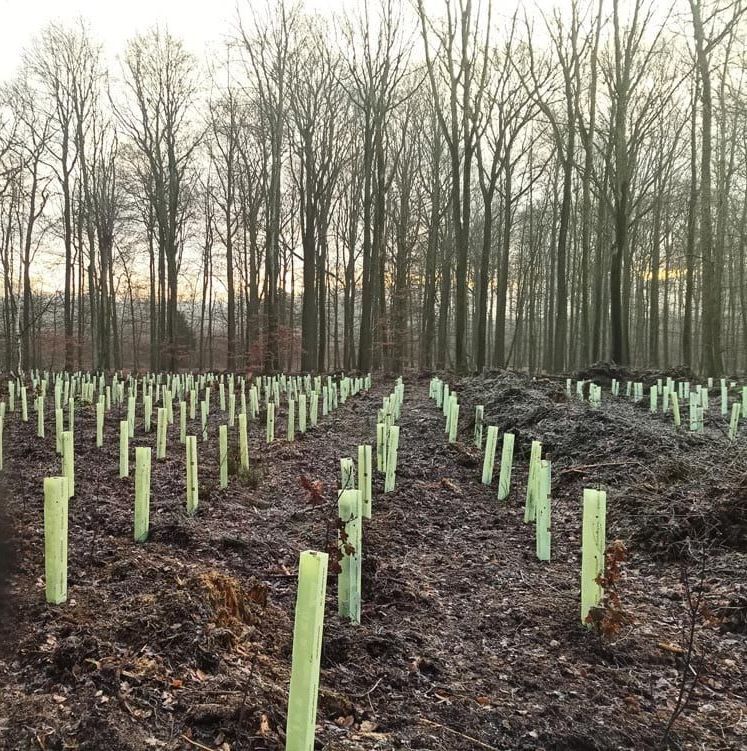 Ein Wald mit Anpflanzung