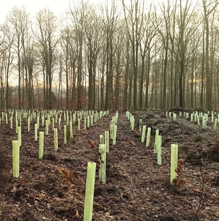 Eine Reihe Bäume und Anpflanzungen in einem Wald