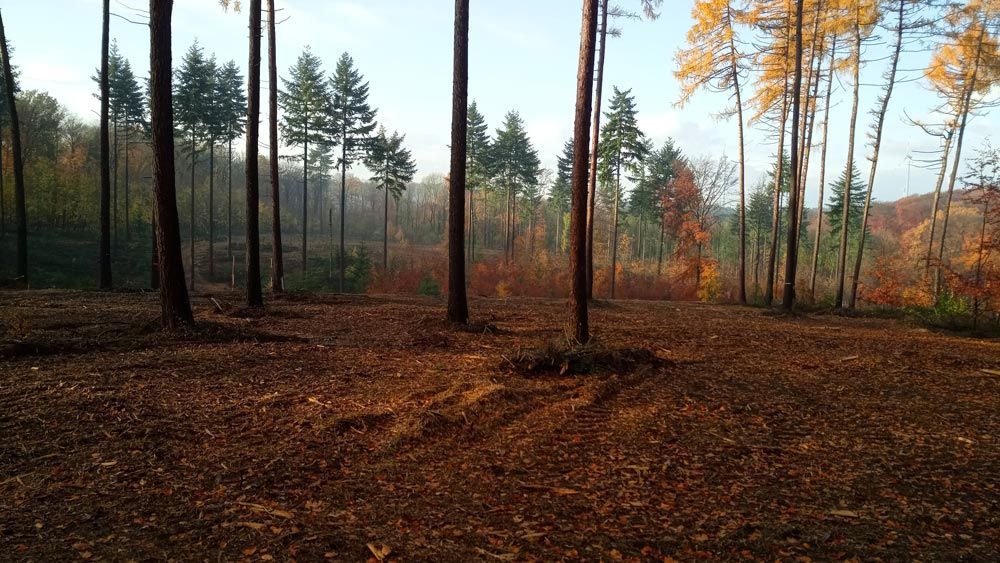 Mitten im Wald.