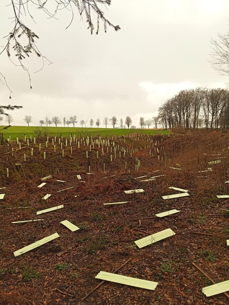 Ein Feld mit vielen Bäumen im Hintergrund und vielen Holzstücken auf dem Boden.