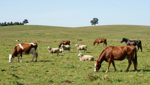 Vacas pastando en un prado bajo un cielo azul claro, con colinas onduladas al fondo.