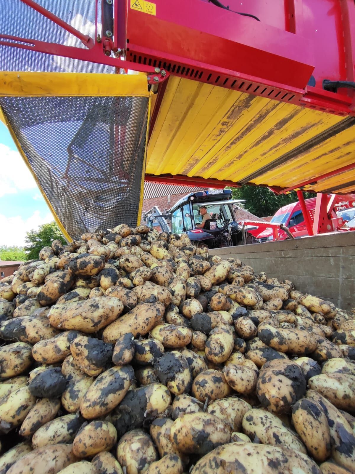Ein großer Haufen Kartoffeln wird auf einen Lastwagen geladen.