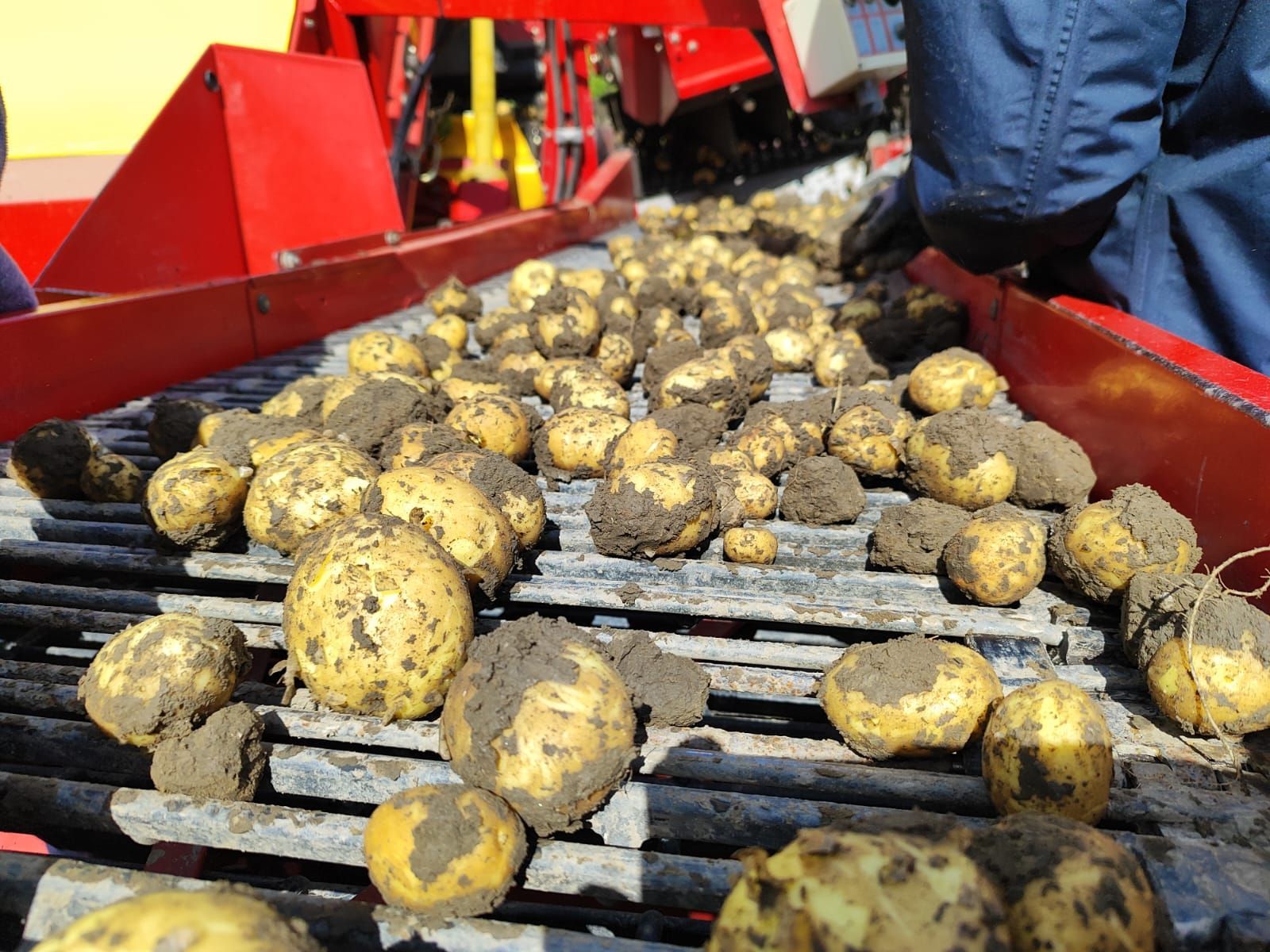 Ein Bündel Kartoffeln liegt auf einem Förderband.
