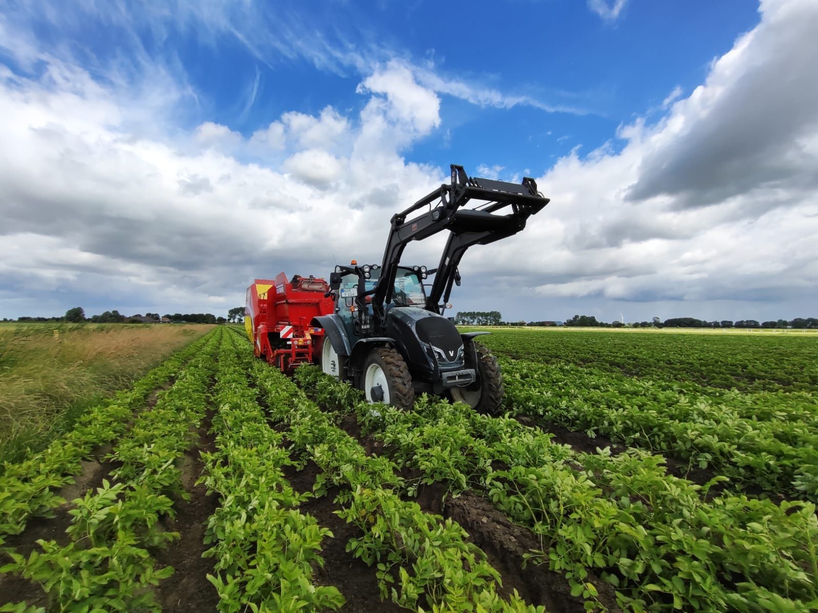 Ein Traktor fährt durch ein Feld mit grünen Pflanzen.