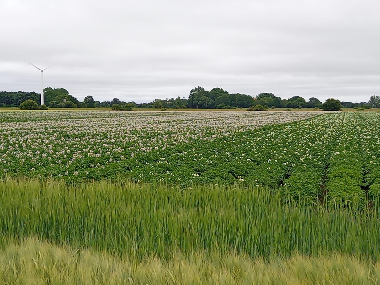 Ein Feld aus Gras und Blumen mit einer Windmühle im Hintergrund.
