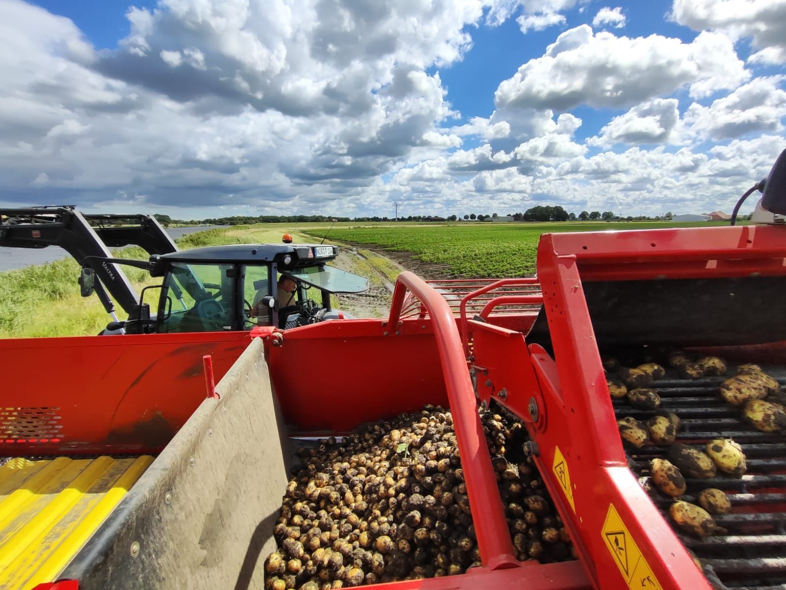 Ein Traktor lädt Kartoffeln auf ein Förderband.