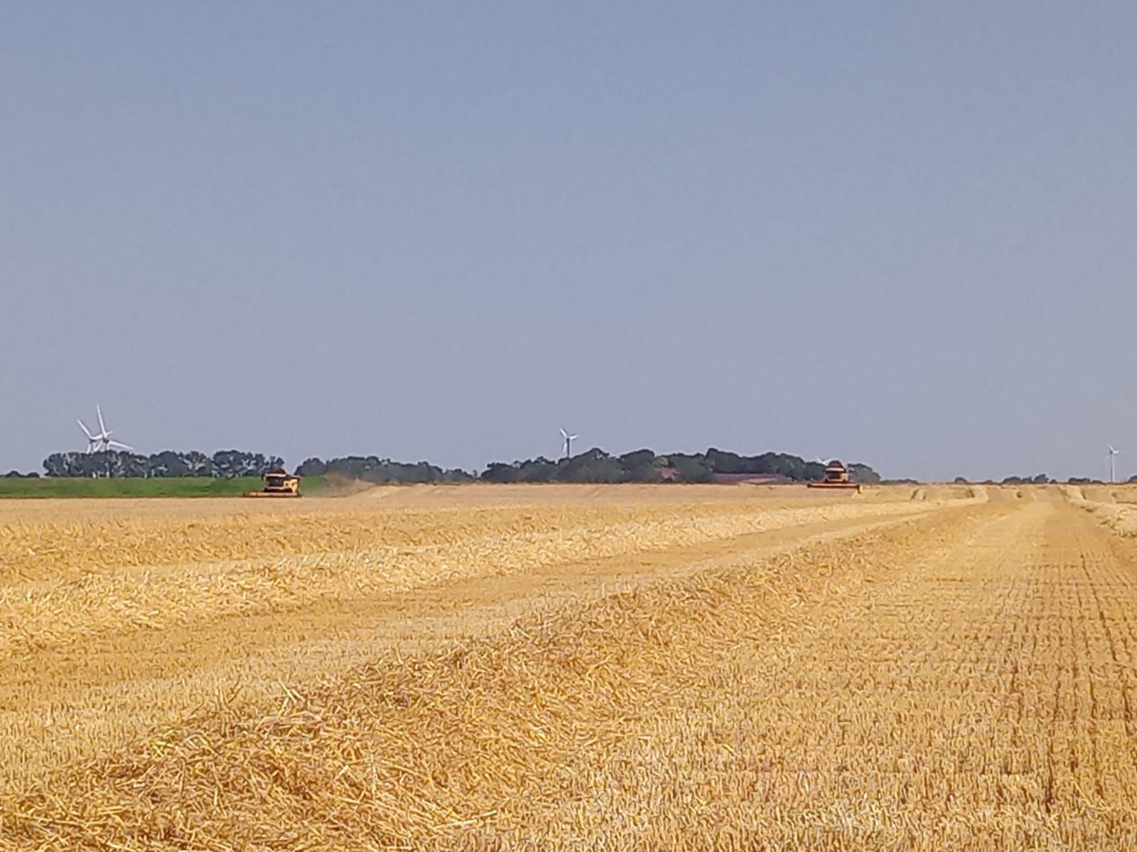 Ein Traktor pflügt ein Weizenfeld. Im Hintergrund ist eine Windmühle zu sehen.