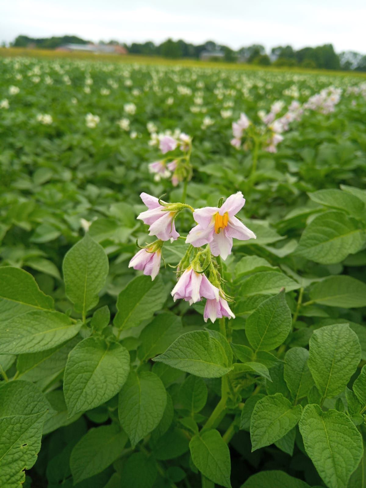 Ein Feld mit Kartoffelpflanzen mit rosa Blüten und grünen Blättern.