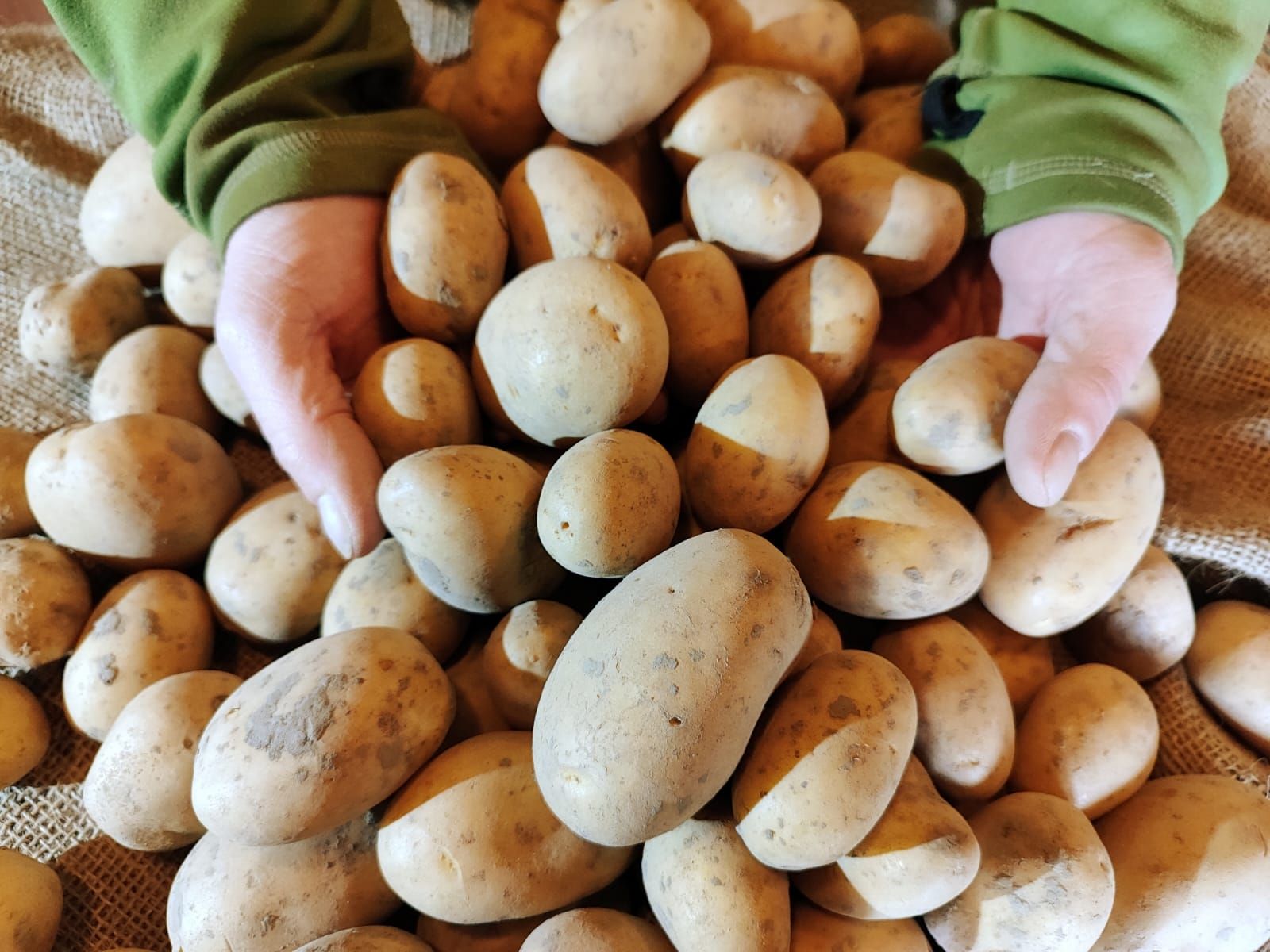 Eine Person hält einen Haufen Kartoffeln in den Händen