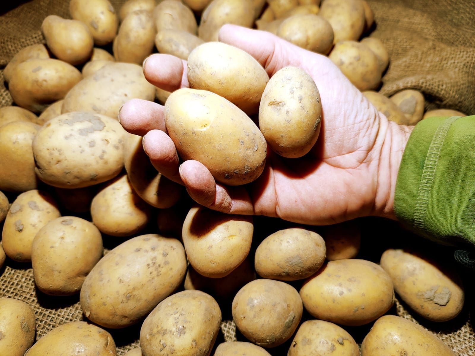 Eine Hand hält eine Kartoffel vor einem Haufen Kartoffeln