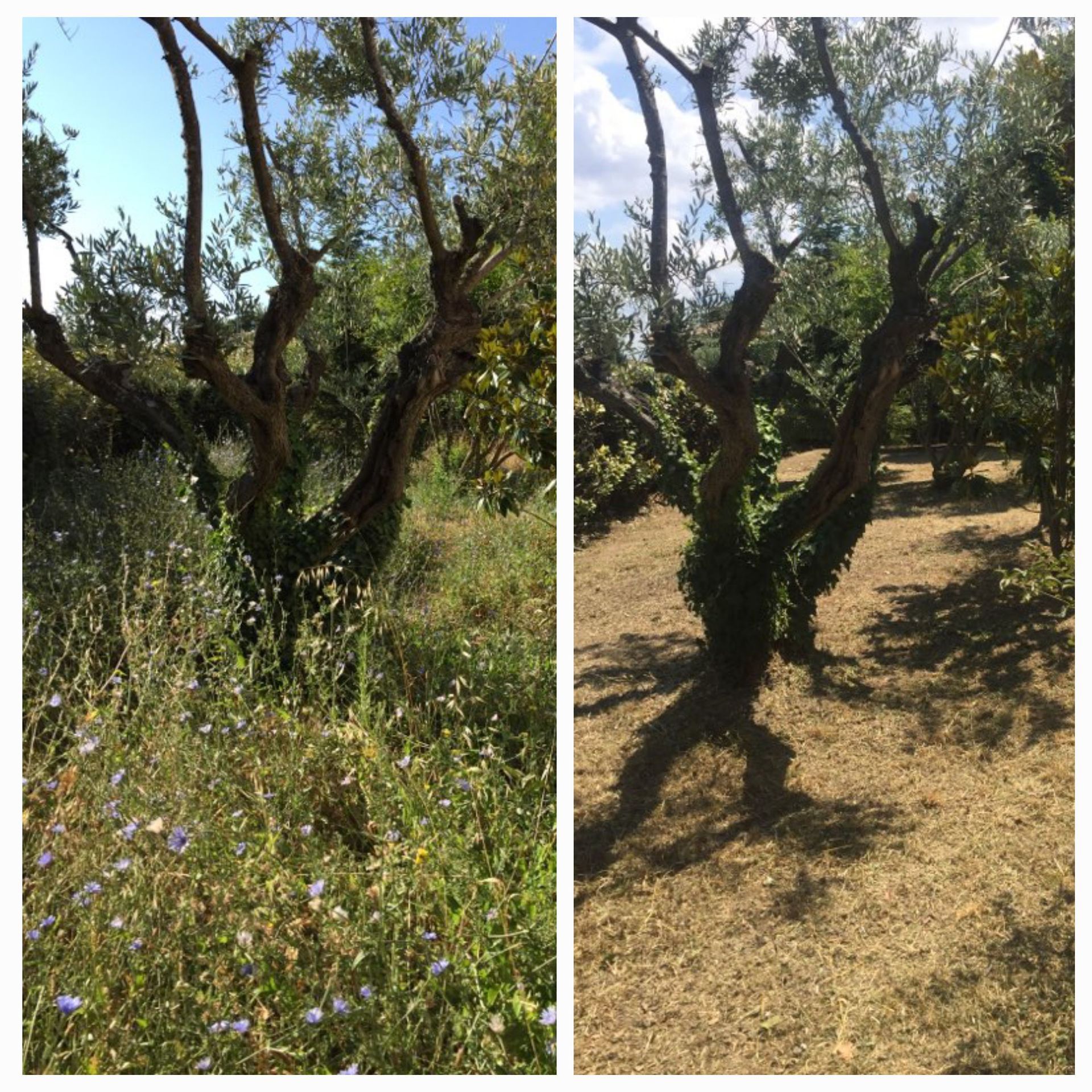 Deux photos d'un champ avec des arbres et des fleurs