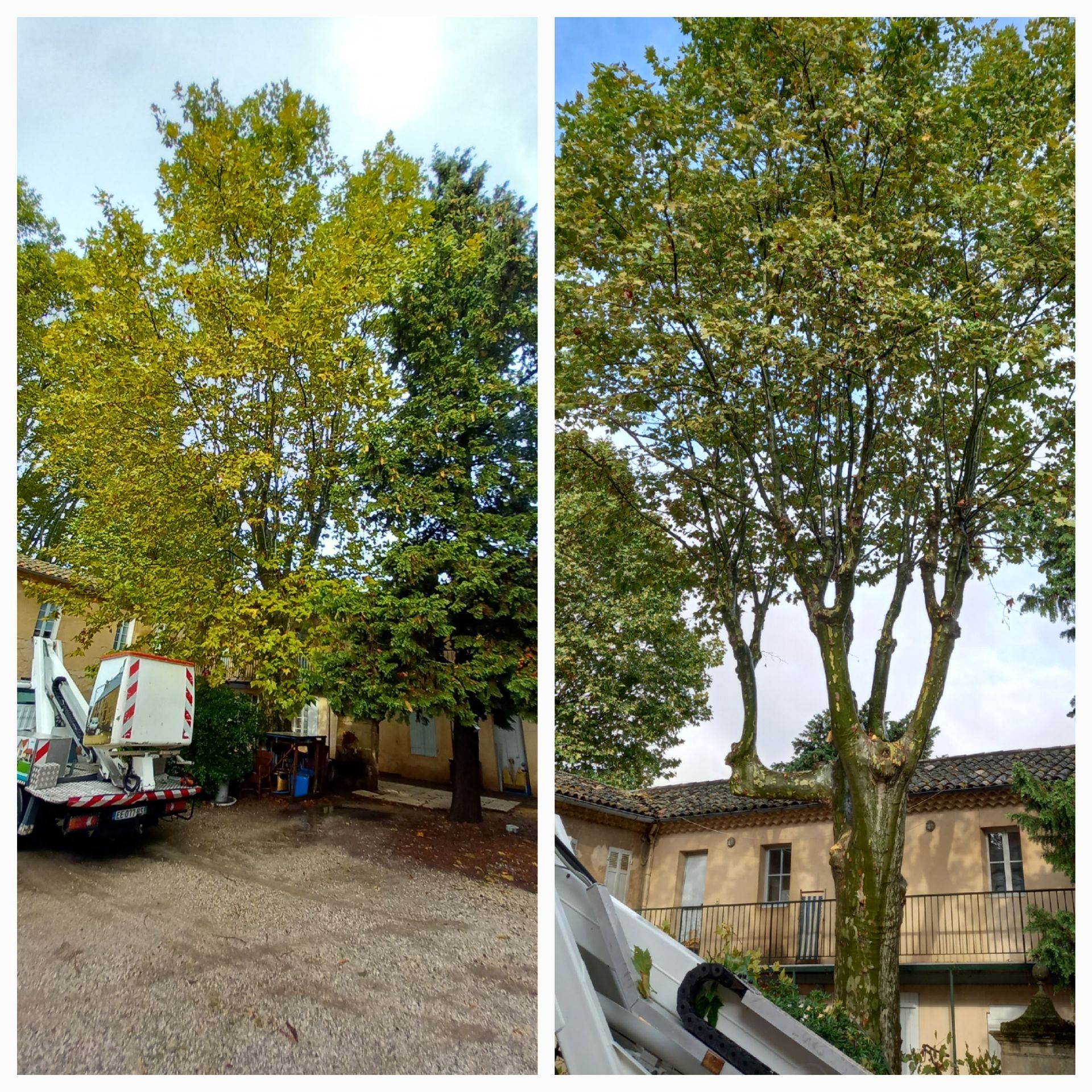 Une photo avant et après d'un arbre en cours d'abattage.