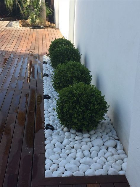 Une rangée de buissons pousse dans un lit de rochers blancs