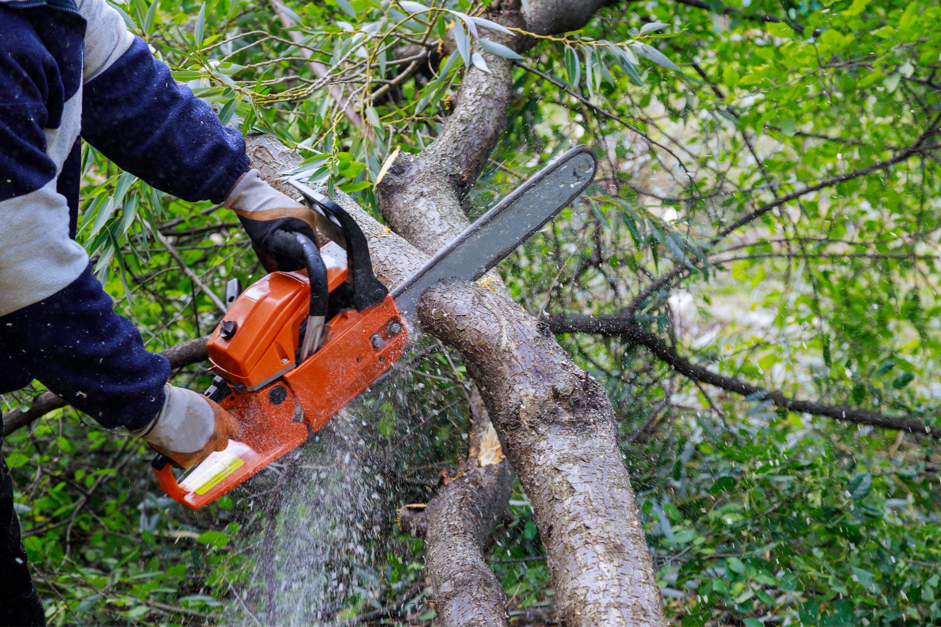Un homme coupe une branche d'arbre avec une tronçonneuse.