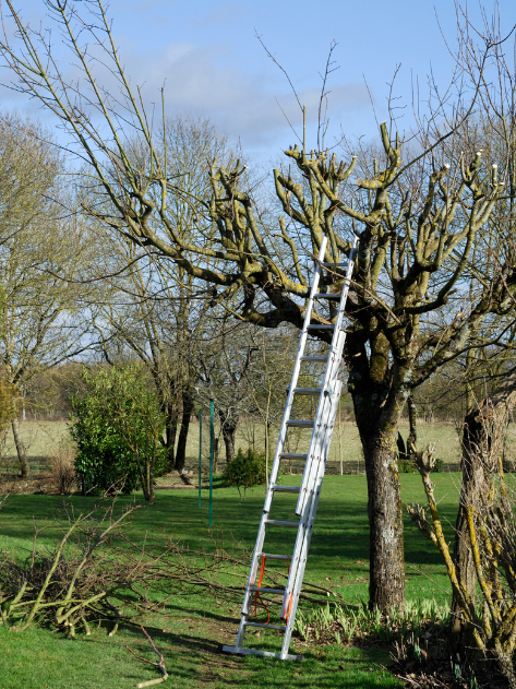 Une échelle est appuyée contre un arbre dans un jardin.