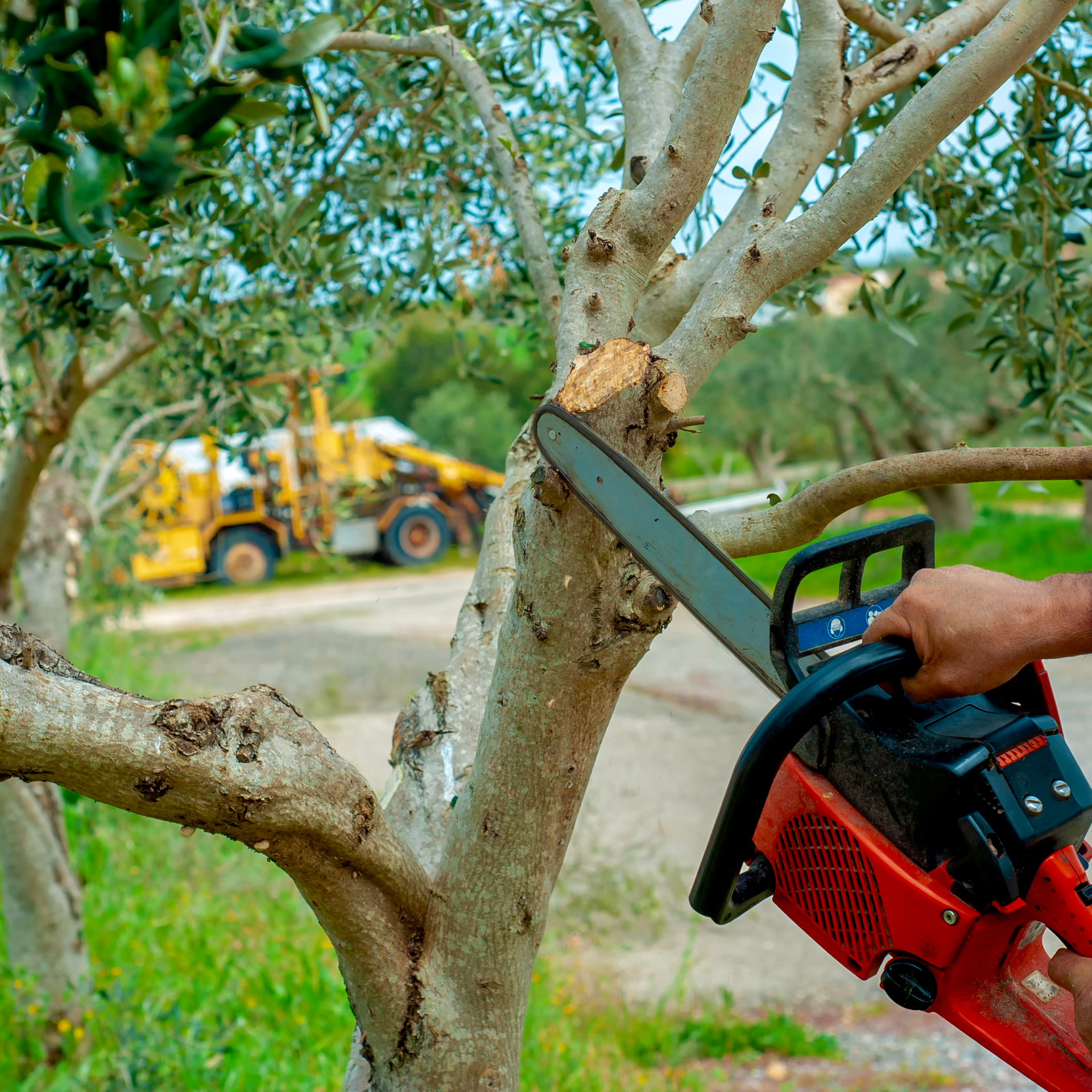 Un homme coupe un arbre avec une tronçonneuse.