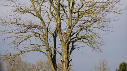 Un homme grimpe à un arbre avec une tronçonneuse devant une maison.