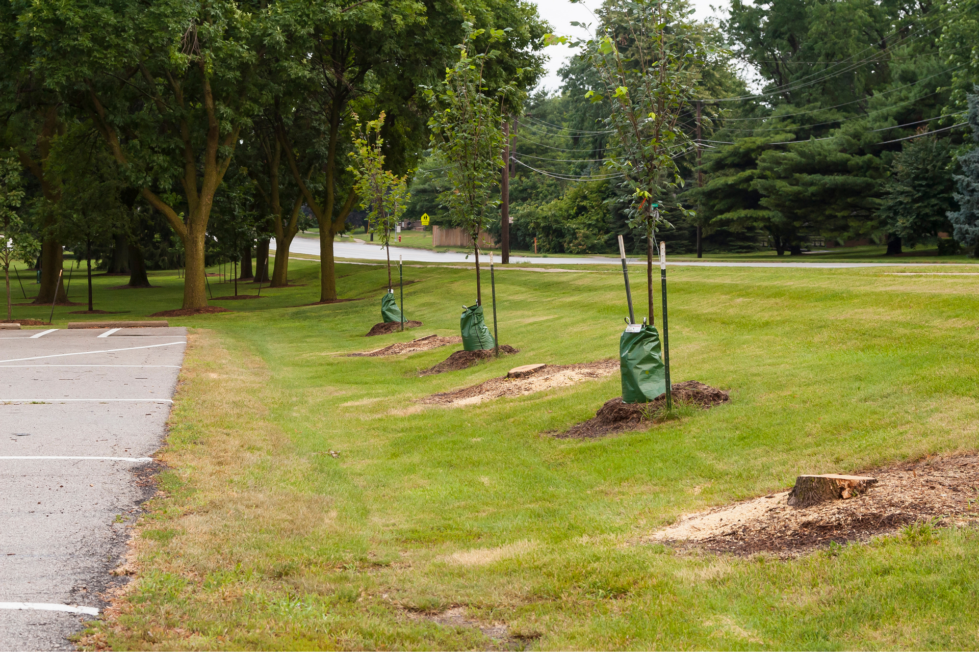 Une rangée d'arbres dans un parc à côté d'un parking