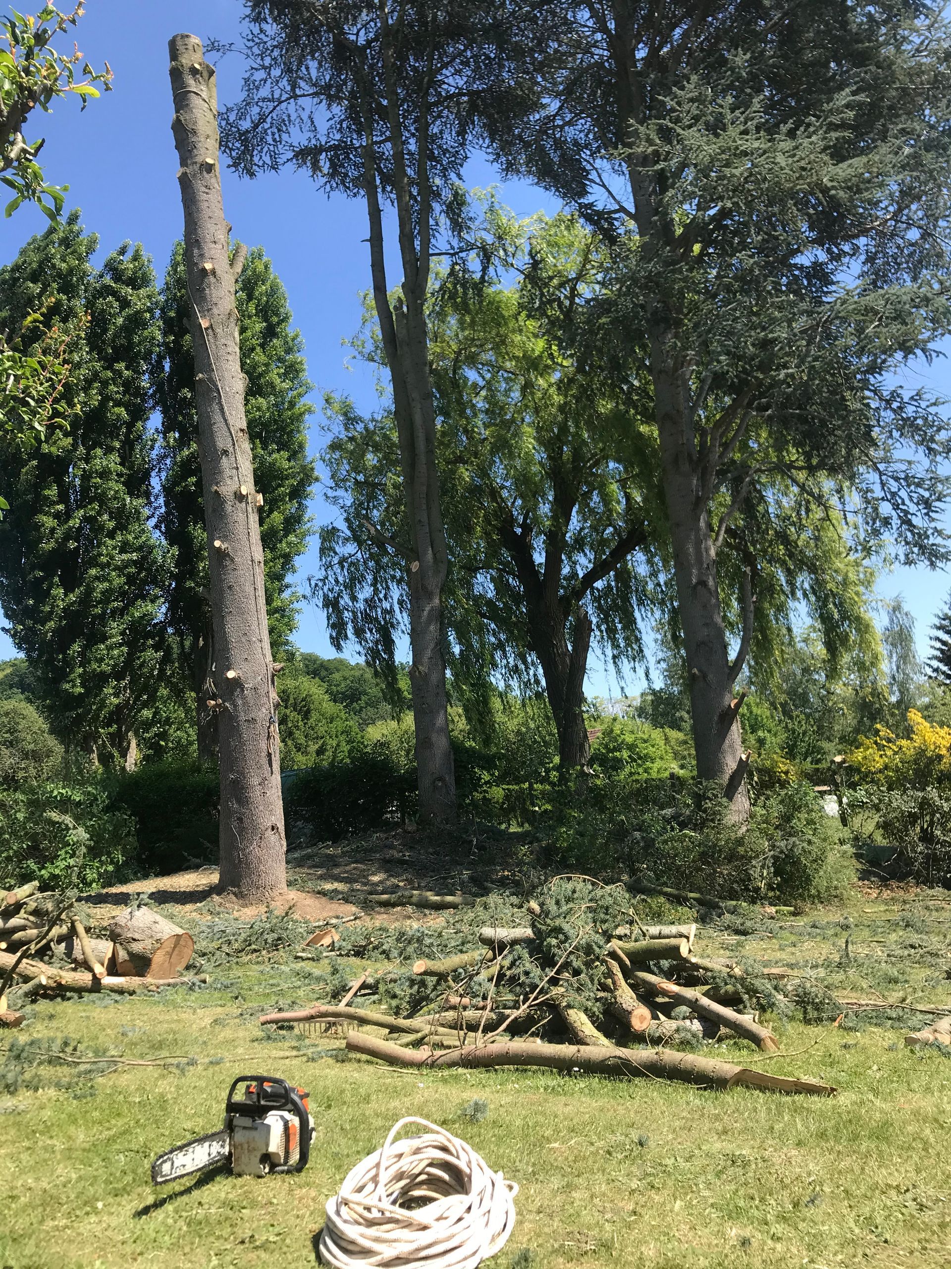 Morceaux d'arbres coupés