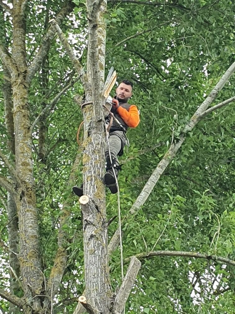 Un professionnel qui grimpe à un arbre