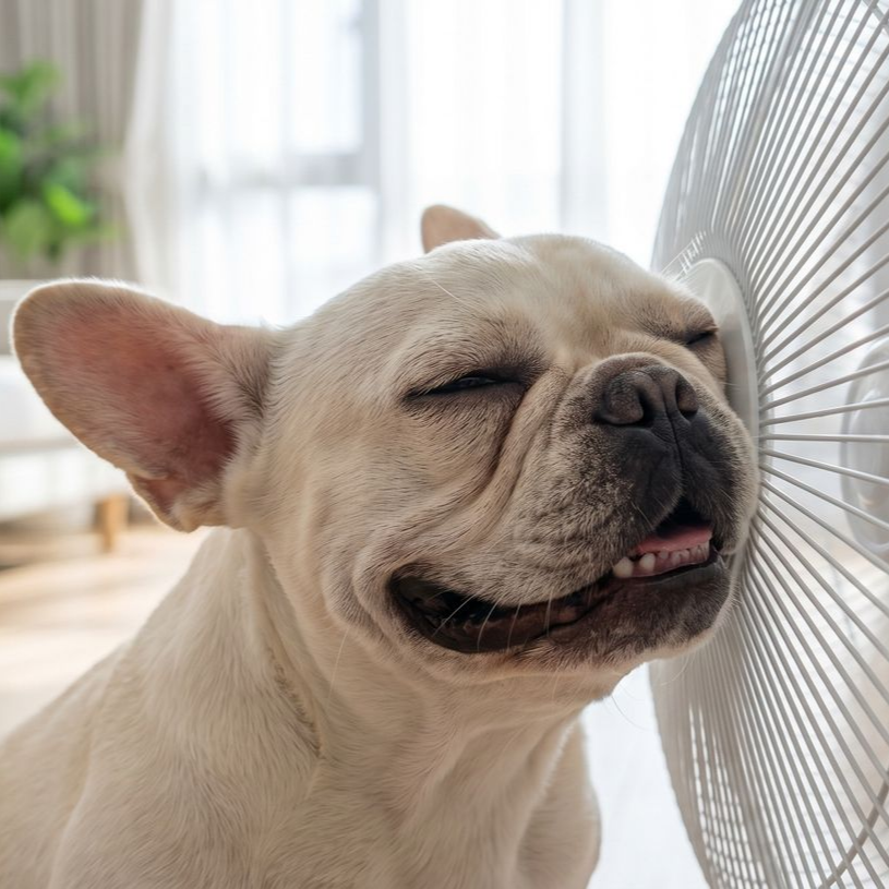 Bouledogue français, les yeux fermés, à côté d’un ventilateur blanc