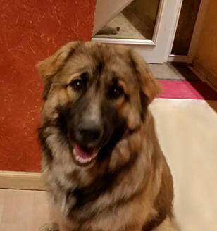 Grand chien duveteux brun et noir assis : il s'agit de Roucky, la mascotte de l'entreprise