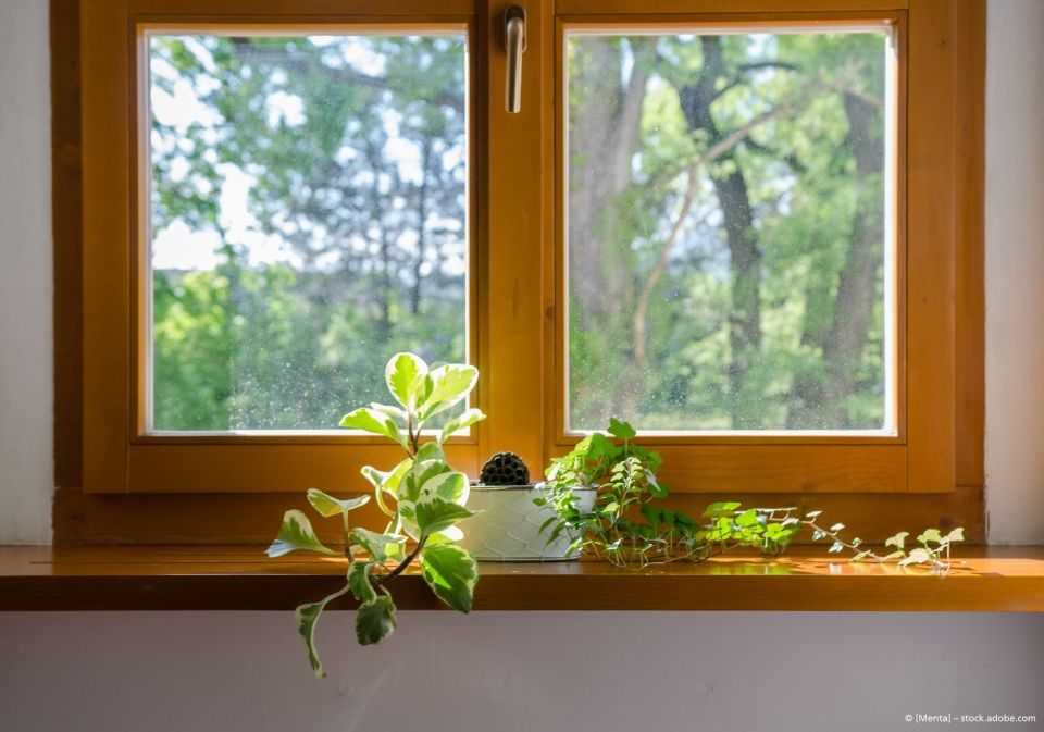 Eine Topfpflanze steht auf einem Fensterbrett neben einem Fenster, im Hintergrund sind Bäume zu sehen.