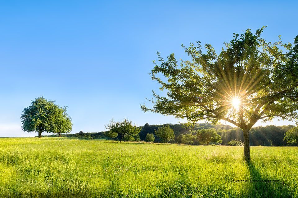 Wiese mit Baum