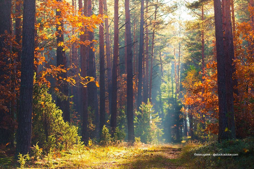 Wald im Herbst