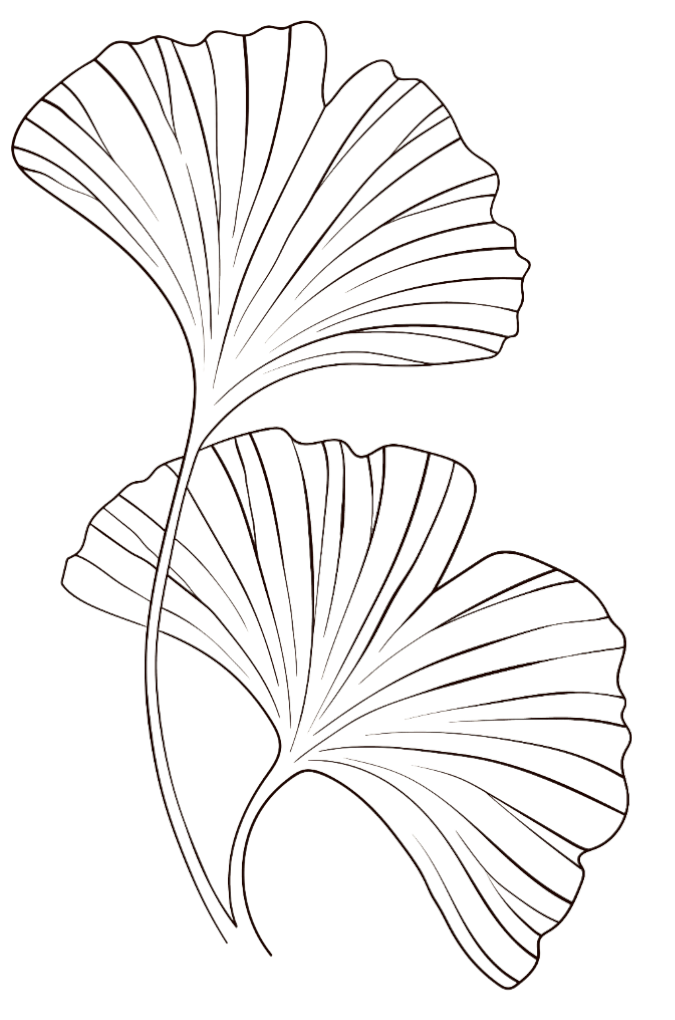 Deux feuilles de ginkgo.