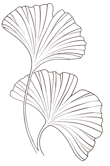 Deux feuilles de ginkgo.